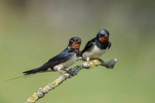 Pajta fecske (hirundo rustica) — Stock Fotó