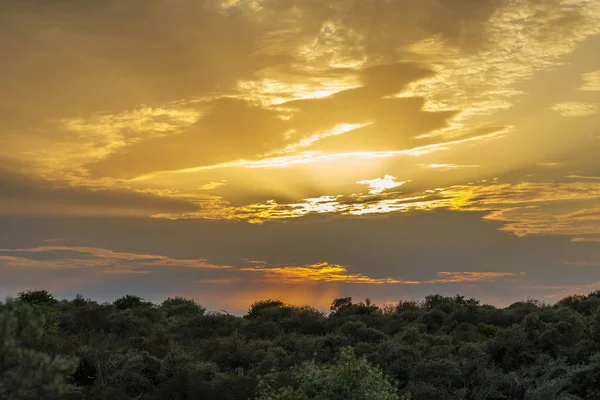 Nuvens amarelas iluminadas pelo sol sobre a floresta — Fotografia de Stock