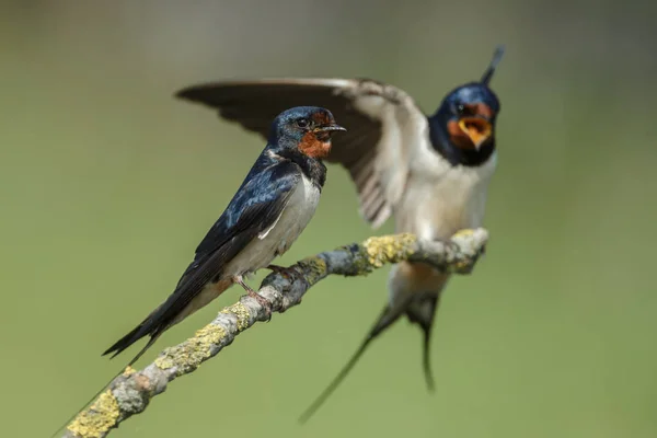Barn Swallow (Hirundo rustica) — Stock Photo, Image