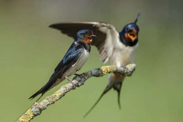 Fienile Rondine (hirundo rustica) — Foto Stock