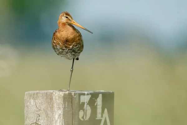 Чорний білохвоста Godwit — стокове фото