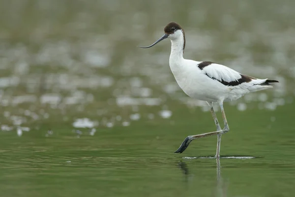 Pied Avocet in acqua — Foto Stock