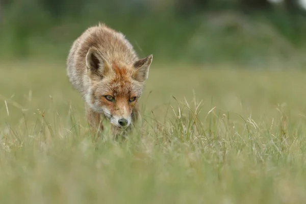 Cachorro de zorro rojo en naturaleza —  Fotos de Stock