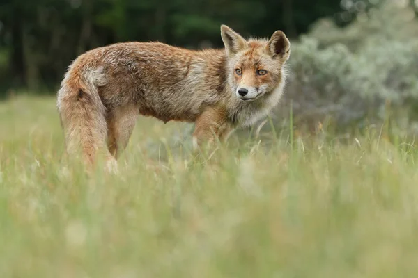 Red fox mládě v přírodě — Stock fotografie
