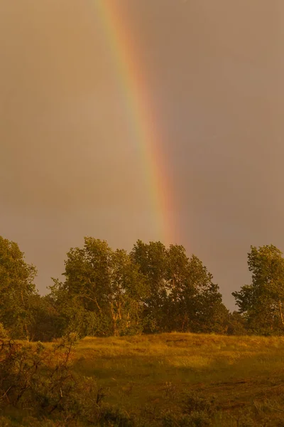 阳光普照的树木彩虹 — 图库照片