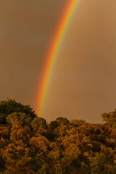 Regenboog in de hemel over bomen — Stockfoto