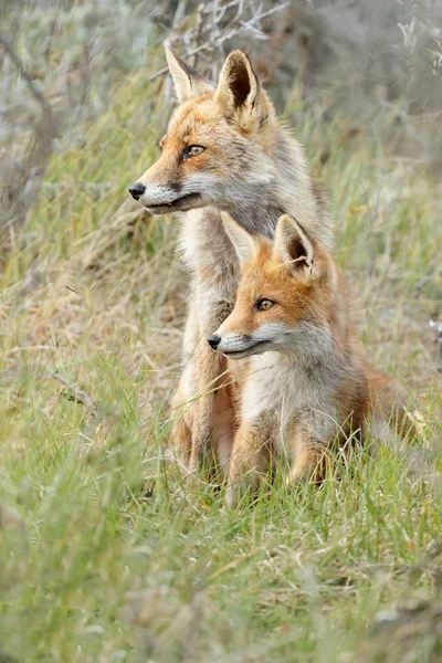 Red fox mládě a matka — Stock fotografie