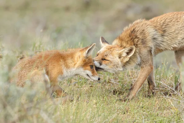 Rojo zorro cachorro y madre — Foto de Stock