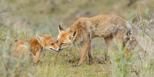 Raposa vermelha filhote e mãe — Fotografia de Stock