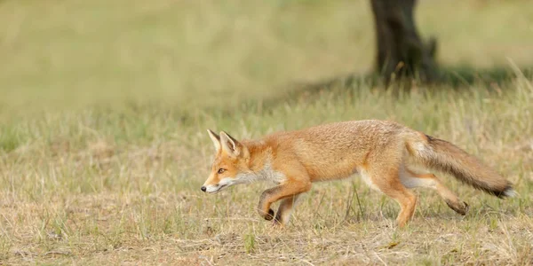 Raposa vermelha filhote na natureza — Fotografia de Stock