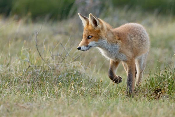 Cachorro de zorro rojo en naturaleza —  Fotos de Stock