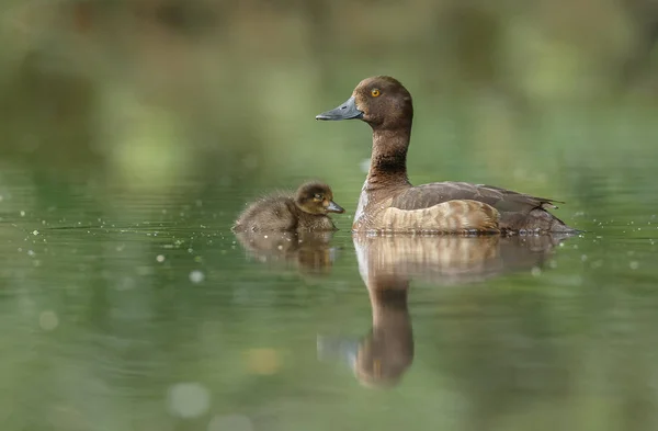 Kleine Ente schwimmt mit Mutter auf dem See — Stockfoto