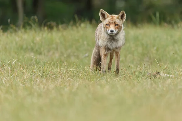 自然の中の赤狐カブ — ストック写真