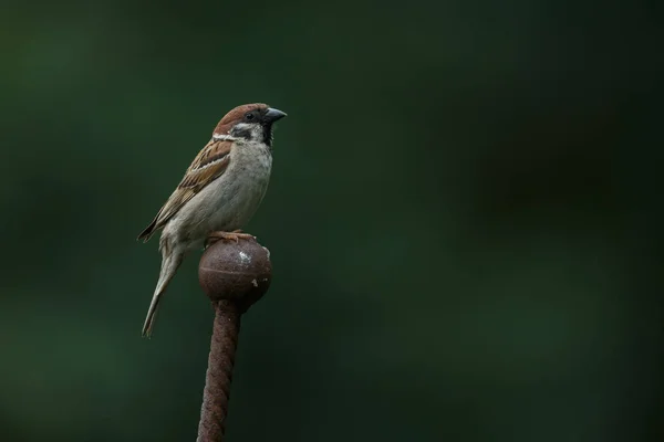 Blue tit juvenile bird — Stock Photo, Image