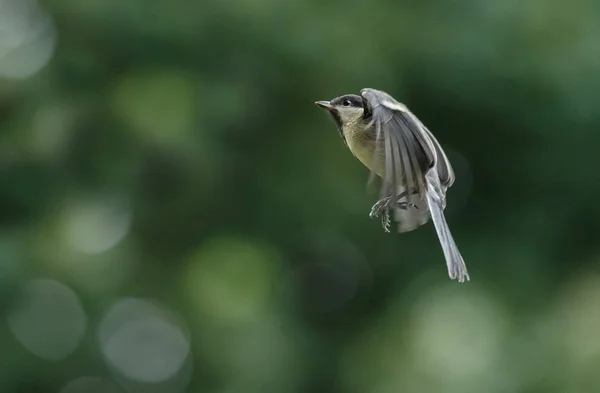 Great tit in flight — Stock Photo, Image