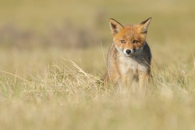 Kırmızı tilki yavrusu doğa 