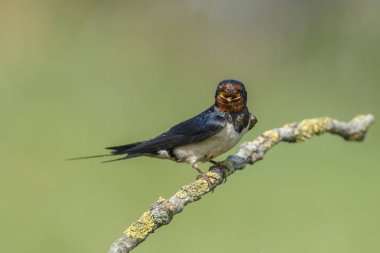 Ahır kırlangıcı (Hirundo rustica)
