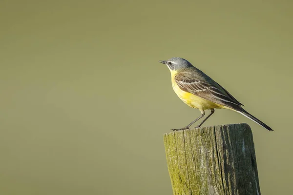 Wagtail giallo occidentale — Foto Stock