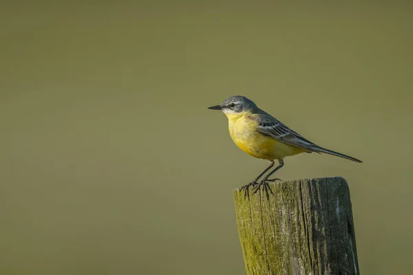 Western yellow wagtail — Stock Photo, Image