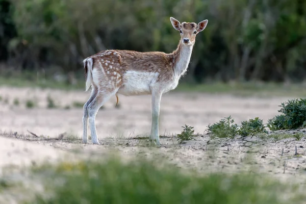 Cervi incolti in natura — Foto Stock