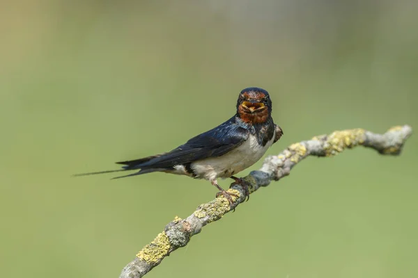 Engolir celeiro (hirundo rustica) — Fotografia de Stock