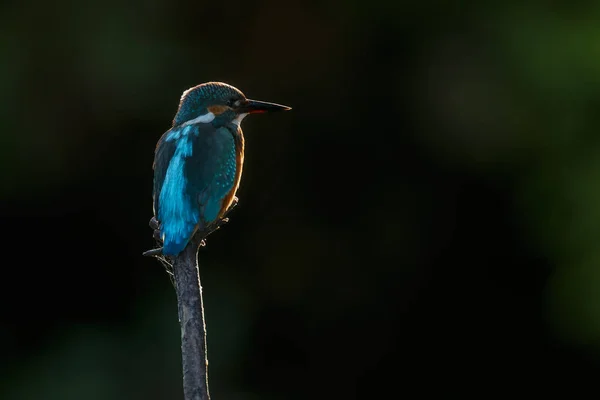 Kingfisher en un poste en la luz de la tarde —  Fotos de Stock