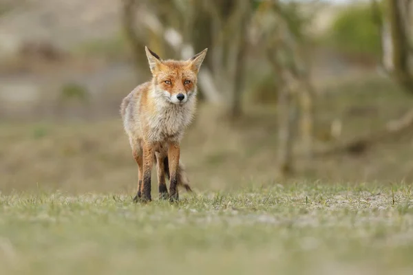 Κόκκινη αλεπού cub στη φύση — Φωτογραφία Αρχείου