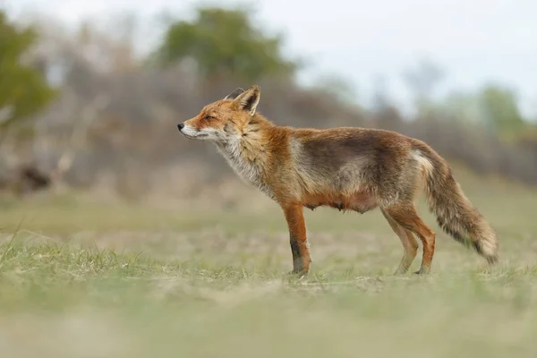 Raposa vermelha filhote na natureza — Fotografia de Stock