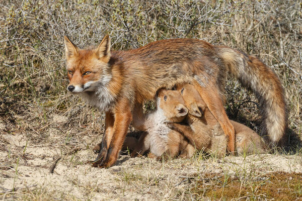 Red fox cub and mother