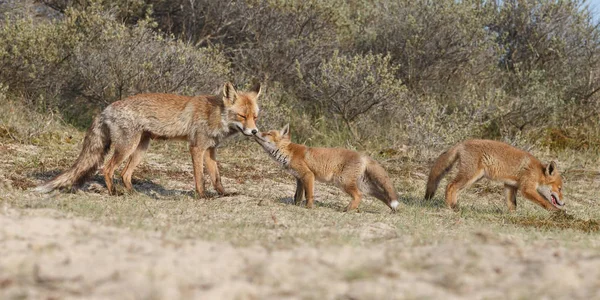 赤狐子と母 — ストック写真