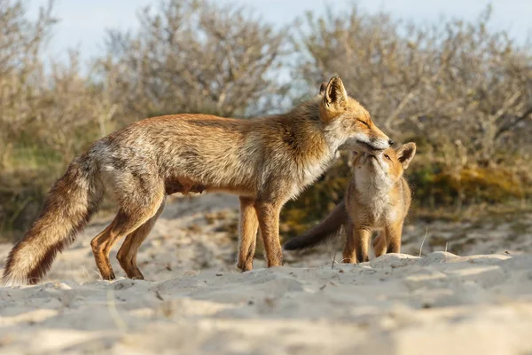 Красная лиса и мать — стоковое фото