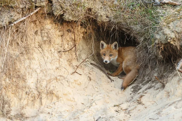 Cachorro de zorro rojo en naturaleza — Foto de Stock