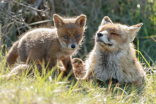 Red fox cub och mor — Stockfoto