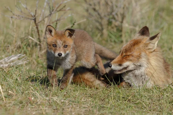 Rojo zorro cachorro y madre —  Fotos de Stock