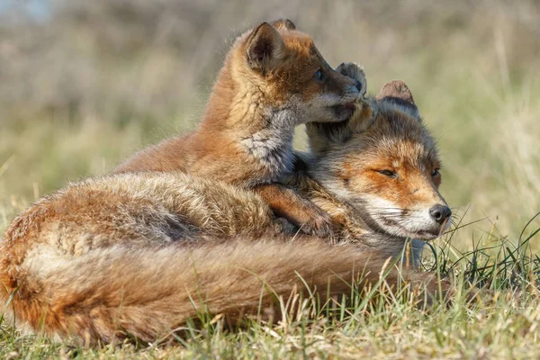 Rojo zorro cachorro y madre —  Fotos de Stock