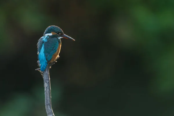 Kingfisher en un poste en la luz de la tarde —  Fotos de Stock