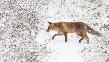Kızıl Tilki bir kış peyzaj.