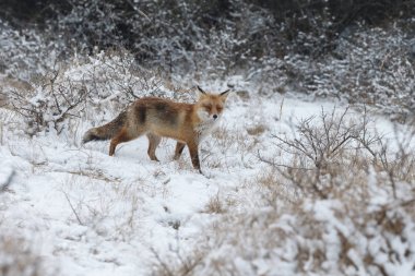 Kızıl Tilki bir kış peyzaj.