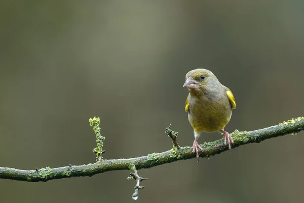 Grönfinken uppflugna på gren — Stockfoto