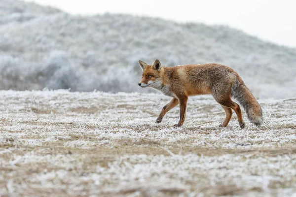 Червона лисиця в зимовому пейзажі . — стокове фото