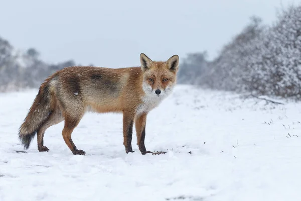 Raposa vermelha em uma paisagem de inverno . — Fotografia de Stock
