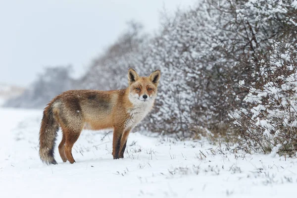 Raposa vermelha em uma paisagem de inverno . — Fotografia de Stock