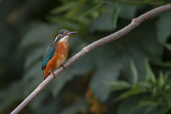 Dalda oturan Kingsfisher — Stok fotoğraf