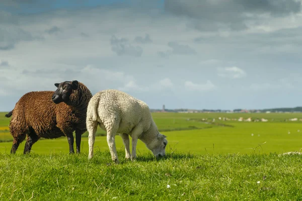 Две овцы пялятся — стоковое фото