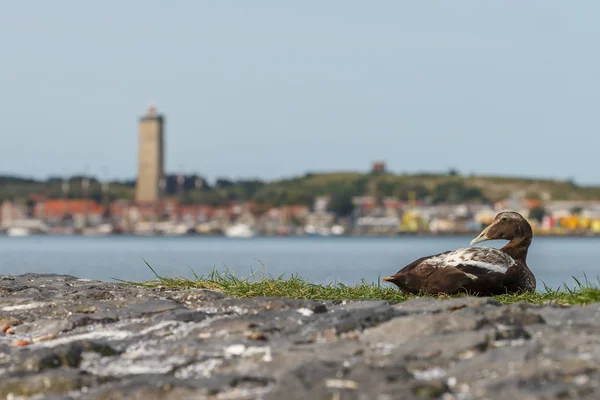 De gemeenschappelijke eider (Somateria mollissima) — Stockfoto