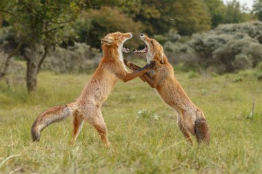 Kırmızı tilki Juvenil mücadele