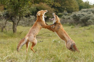 Kırmızı tilki Juvenil mücadele