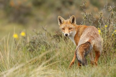kızıl tilki doğada 