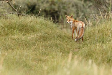 kızıl tilki doğada 