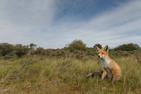 Zorro rojo en la naturaleza — Foto de Stock